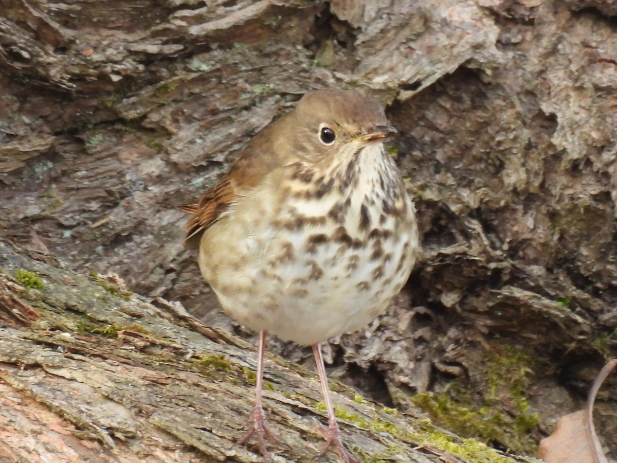 Hermit Thrush - ML646466779