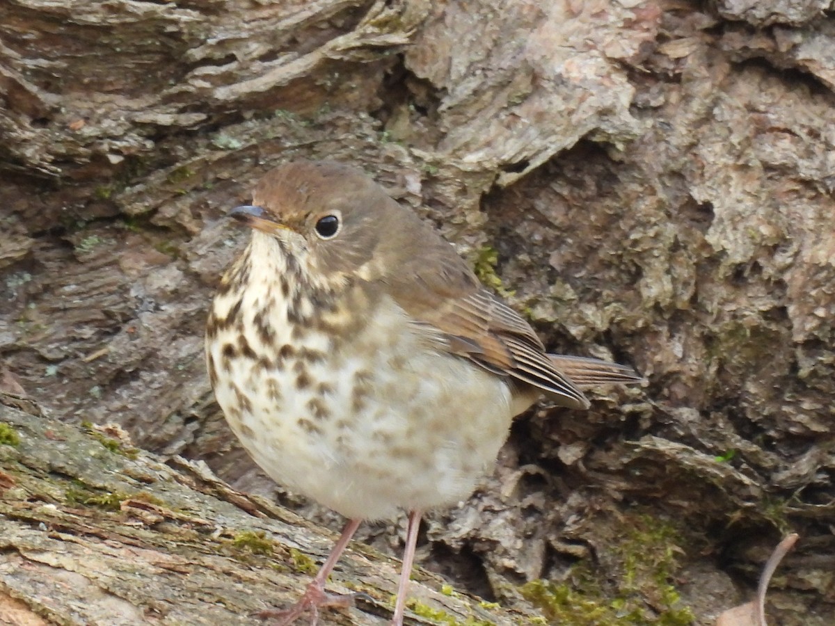 Hermit Thrush - ML646466780
