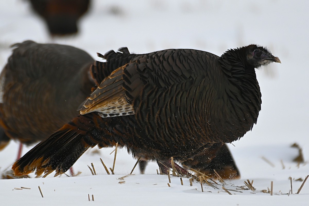 シチメンチョウ - ML646466781