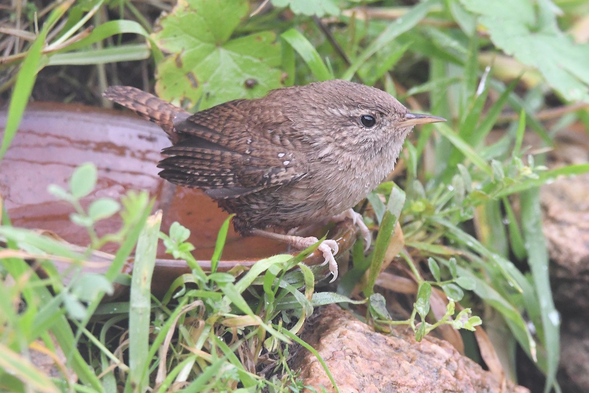 Eurasian Wren - ML646466782