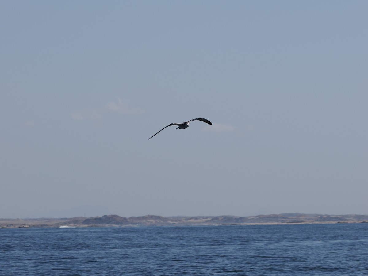 白眉燕鷗 - ML646466783