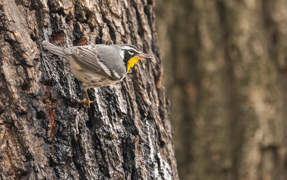 Goldkehl-Waldsänger - ML646466786
