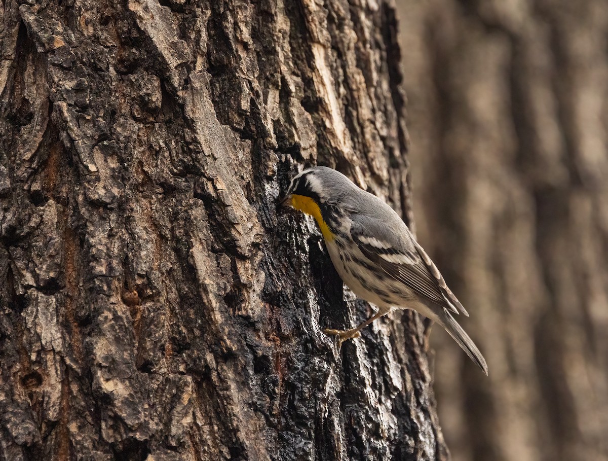 Goldkehl-Waldsänger - ML646466788