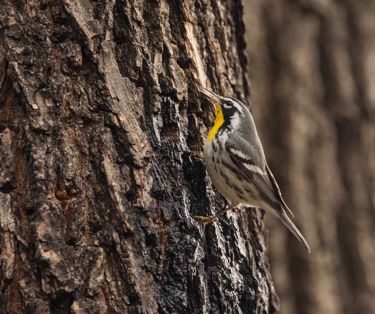 Goldkehl-Waldsänger - ML646466789