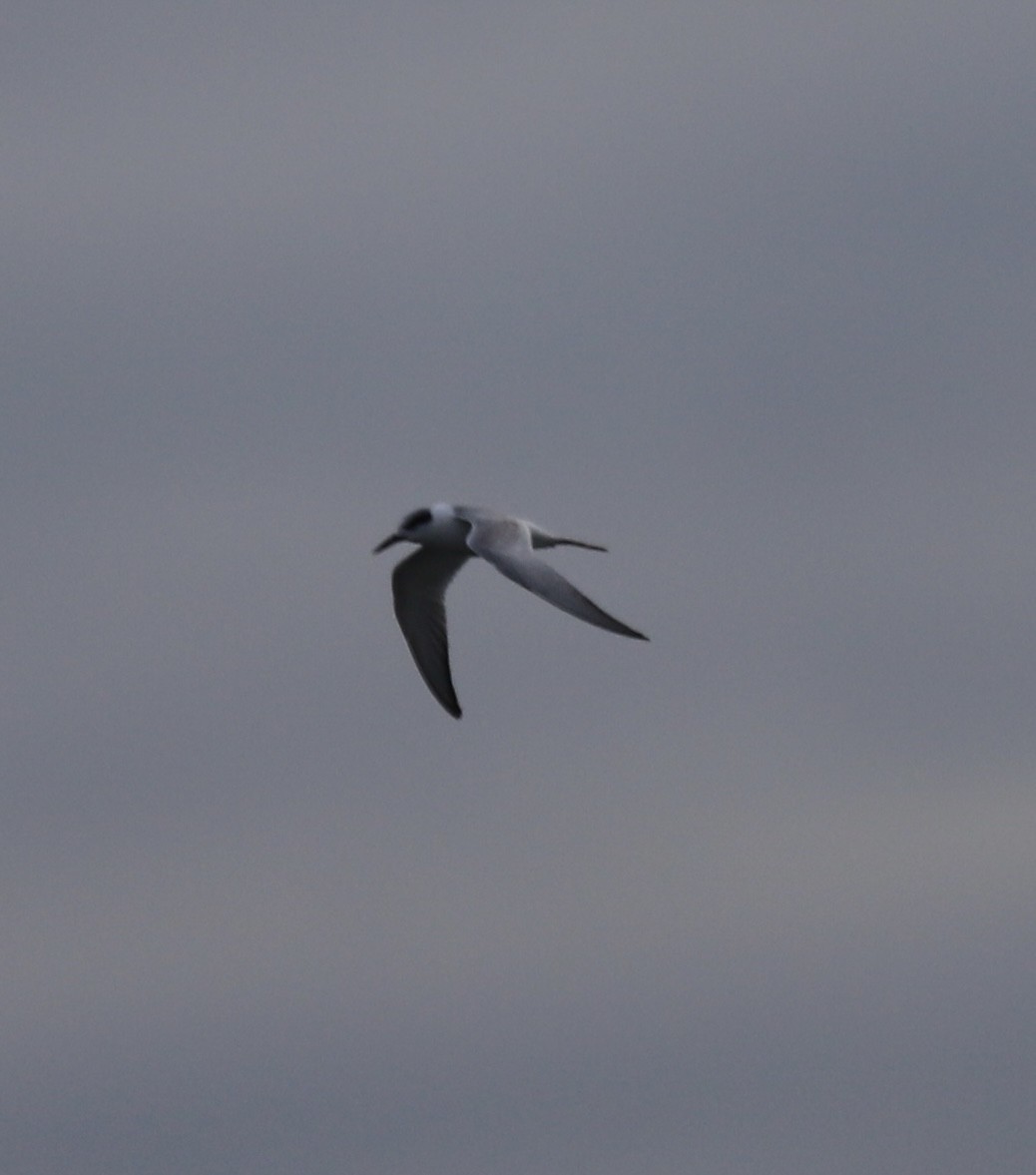 Forster txenada - ML646466794