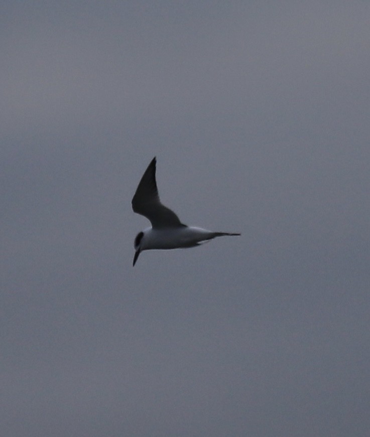 Forster txenada - ML646466796