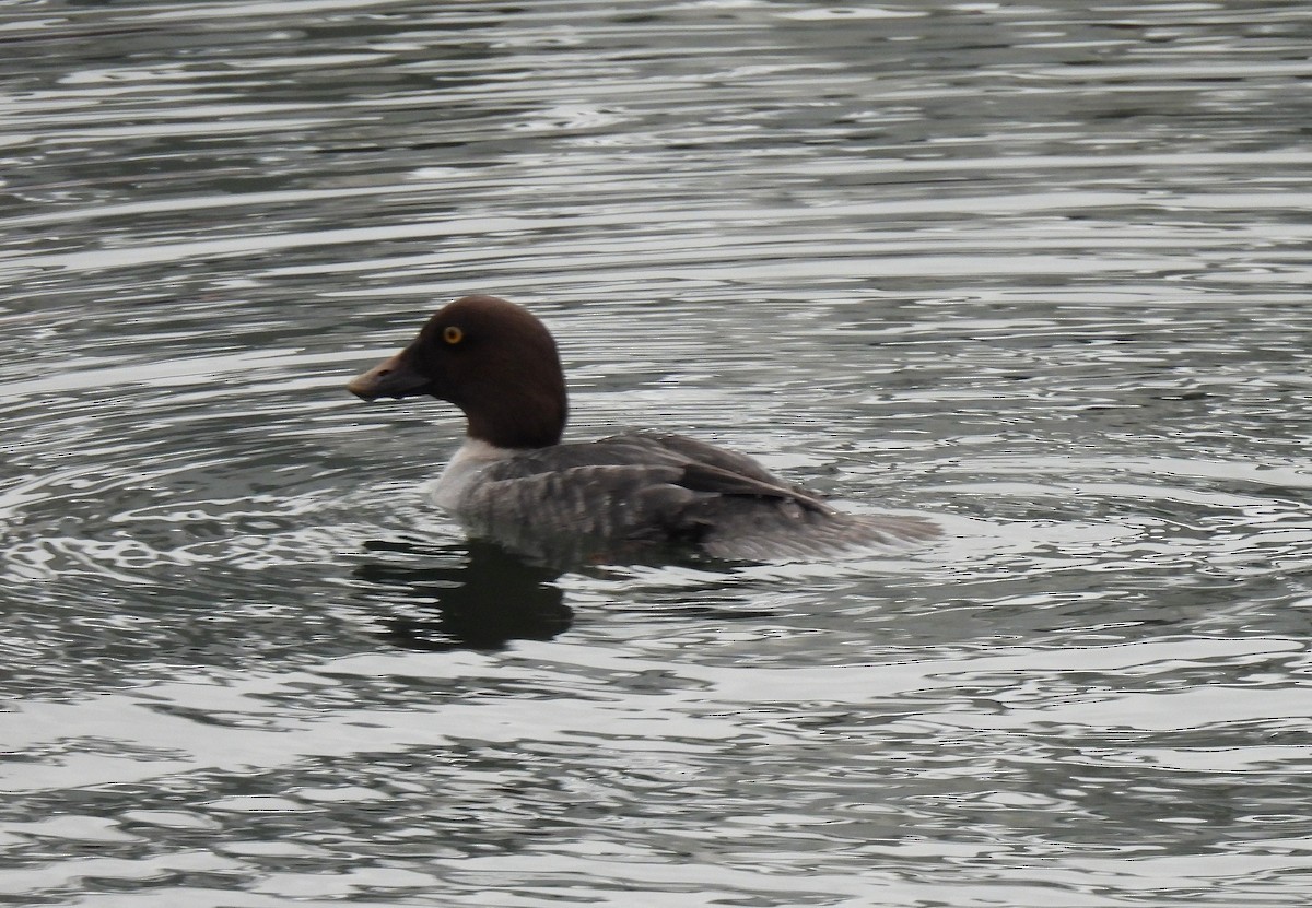 Common Goldeneye - ML646466798
