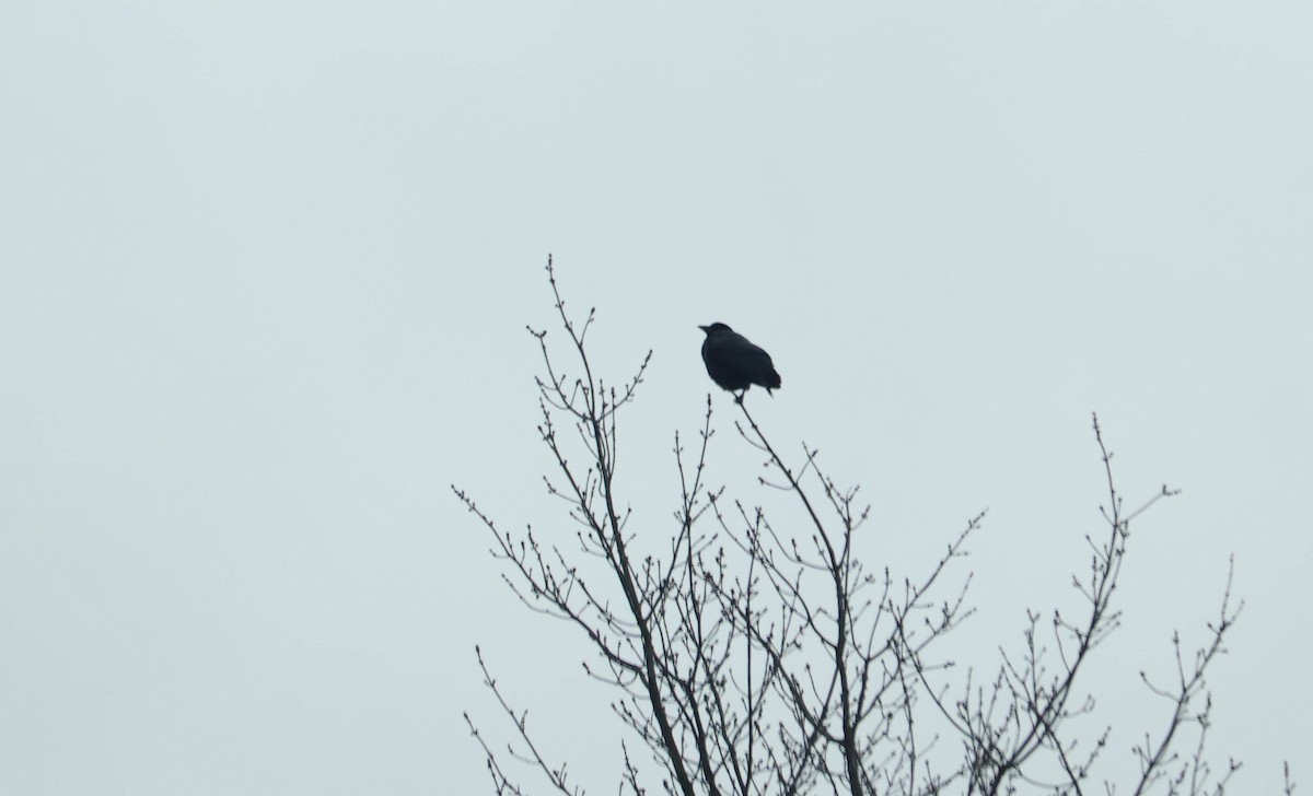 Cuervo Americano - ML646466800