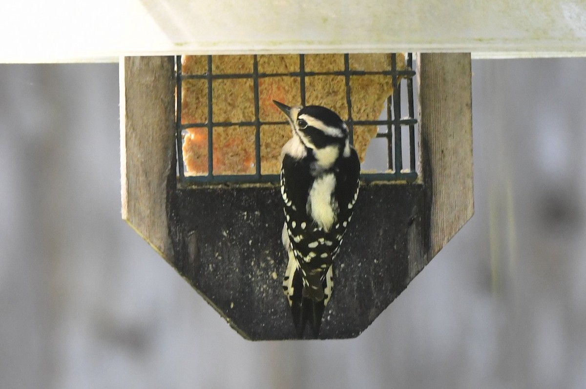 Downy Woodpecker - ML646466801