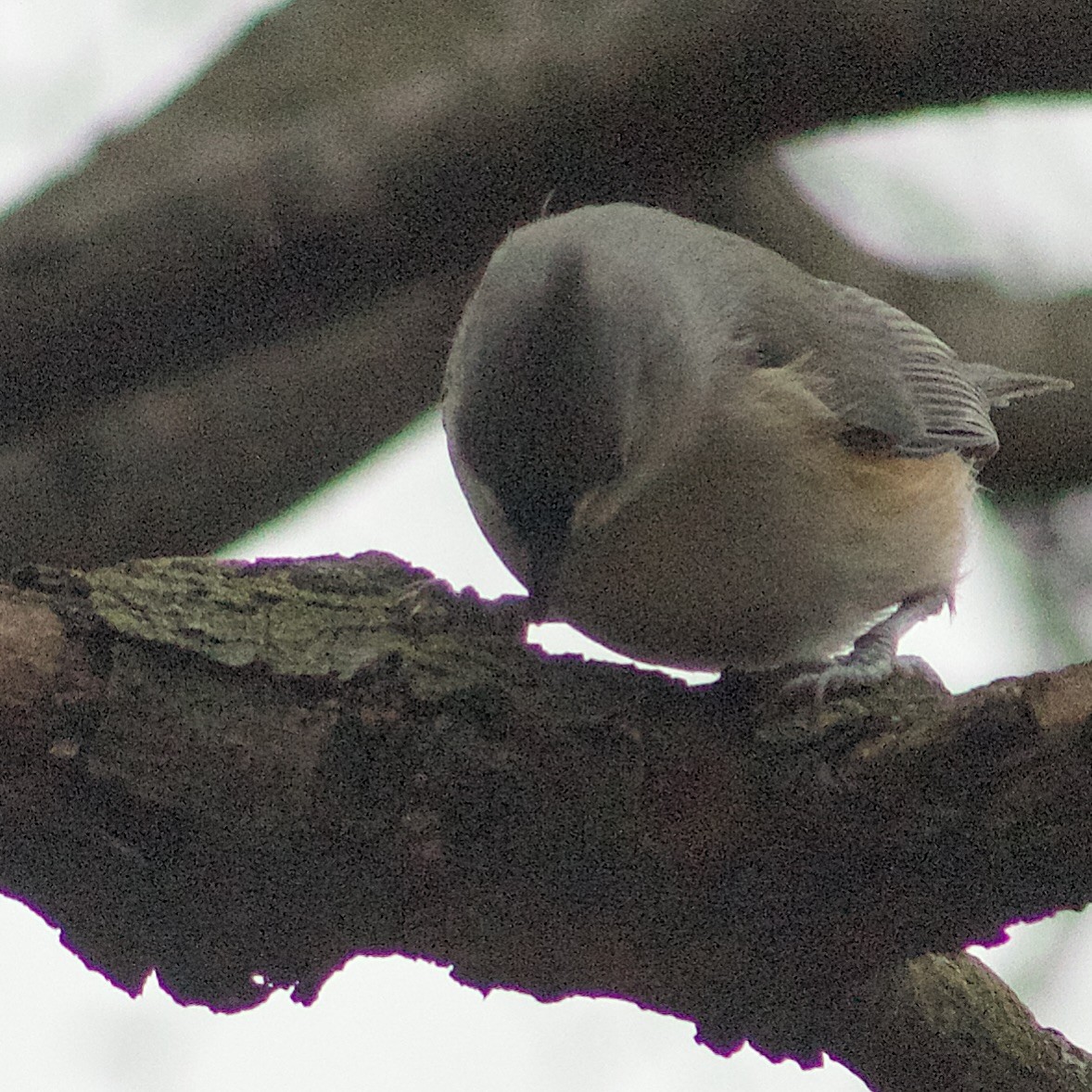 Herrerillo Bicolor - ML646466802