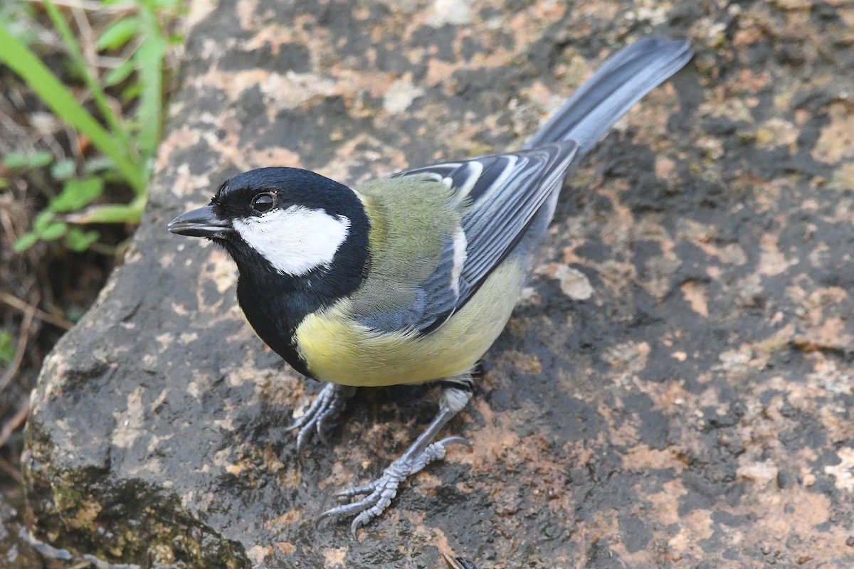 Carbonero Común - ML646466803