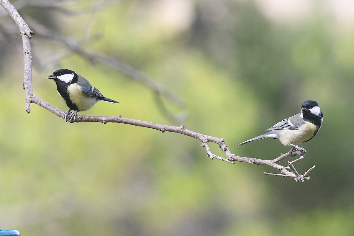 Great Tit - ML646466805