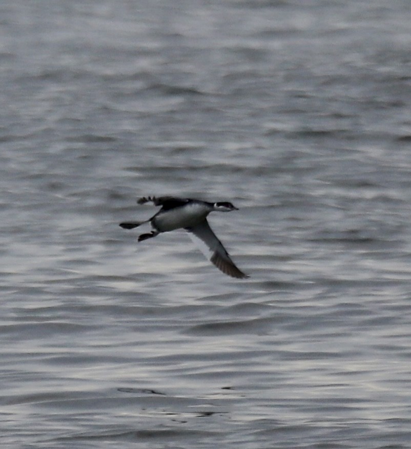 Horned Grebe - ML646466806