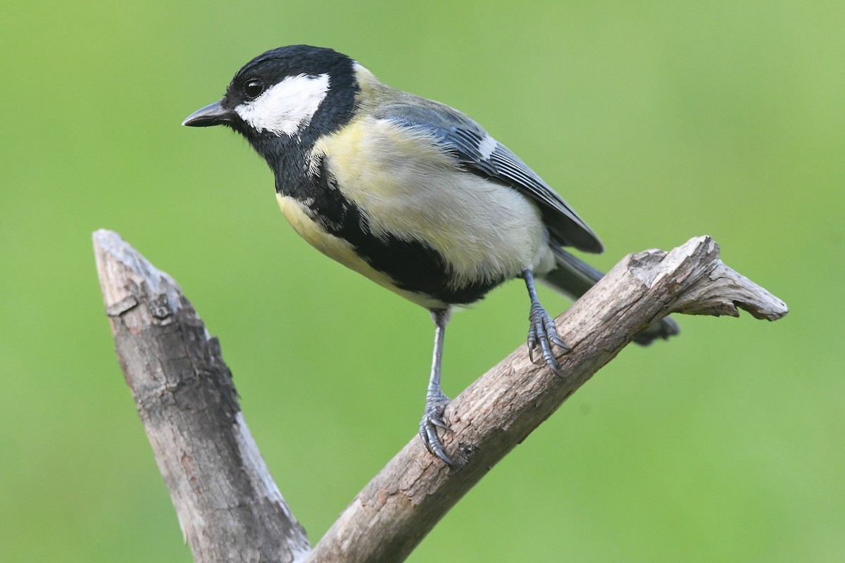 Great Tit - ML646466808