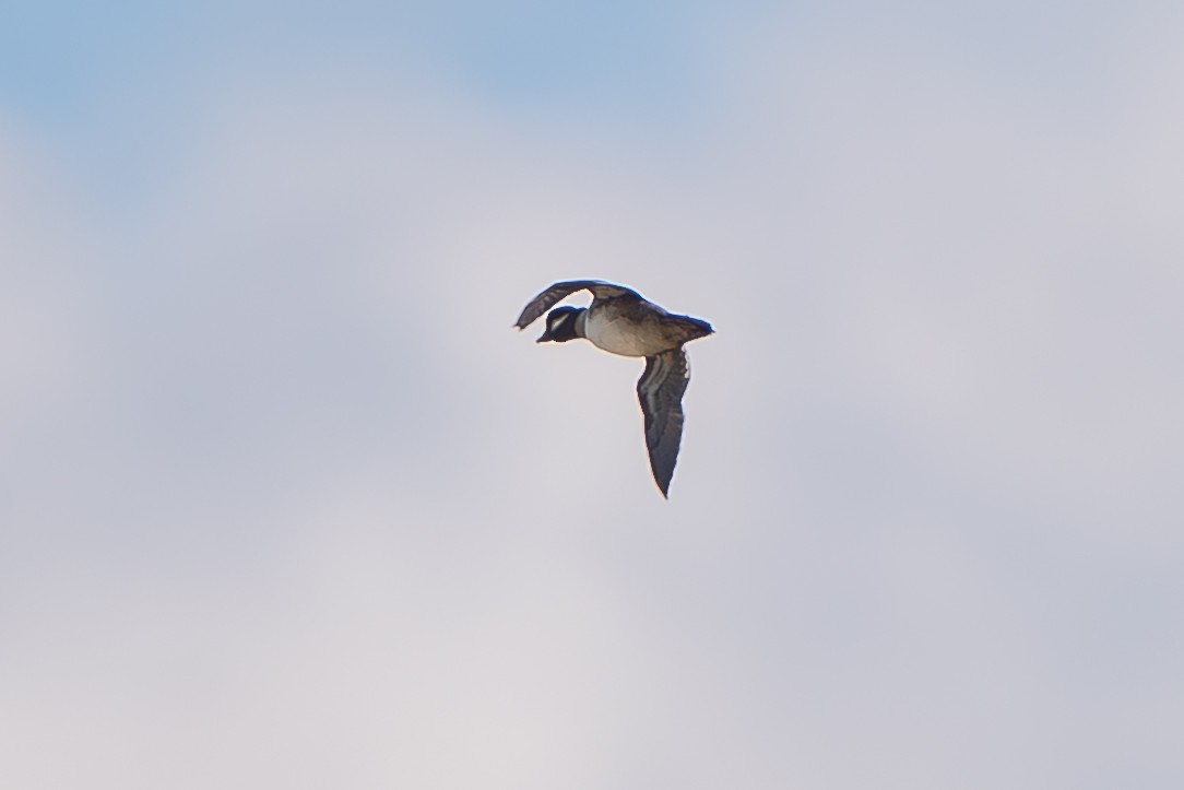 Büffelkopfente - ML646466810