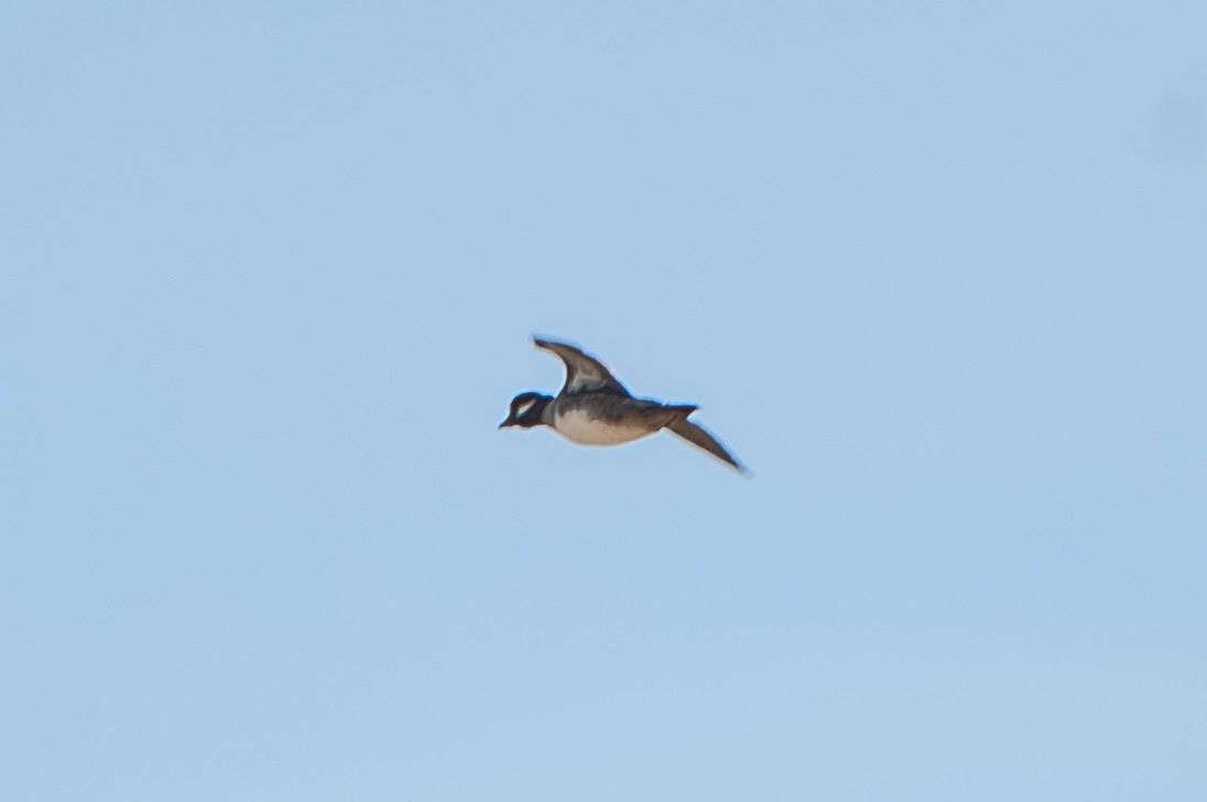 Büffelkopfente - ML646466811