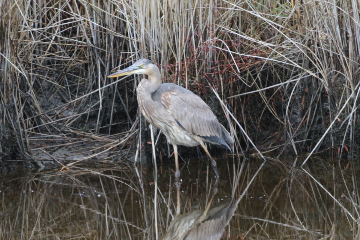 Great Blue Heron - ML646466816
