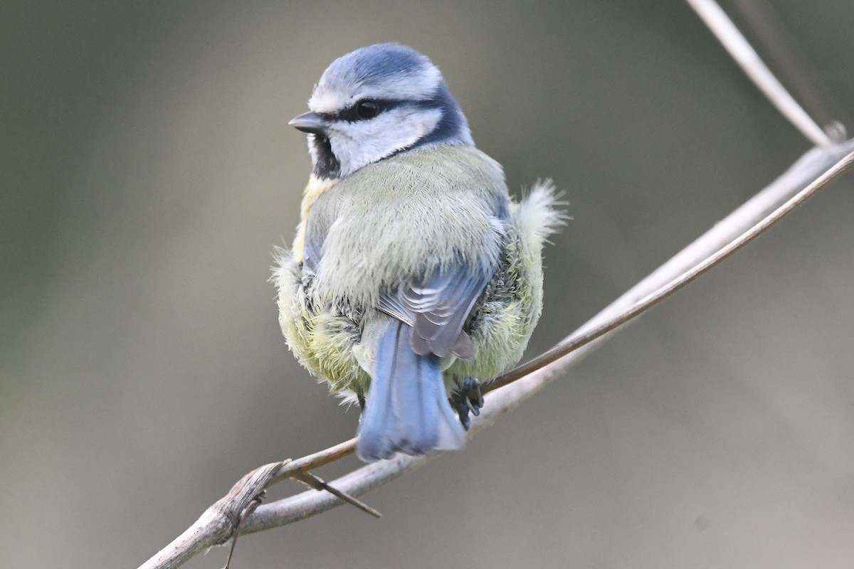Eurasian Blue Tit - ML646466817