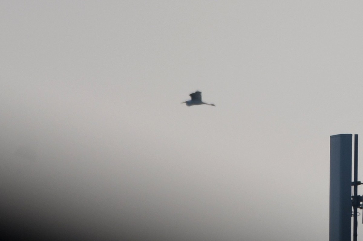 Great Egret - ML646466818