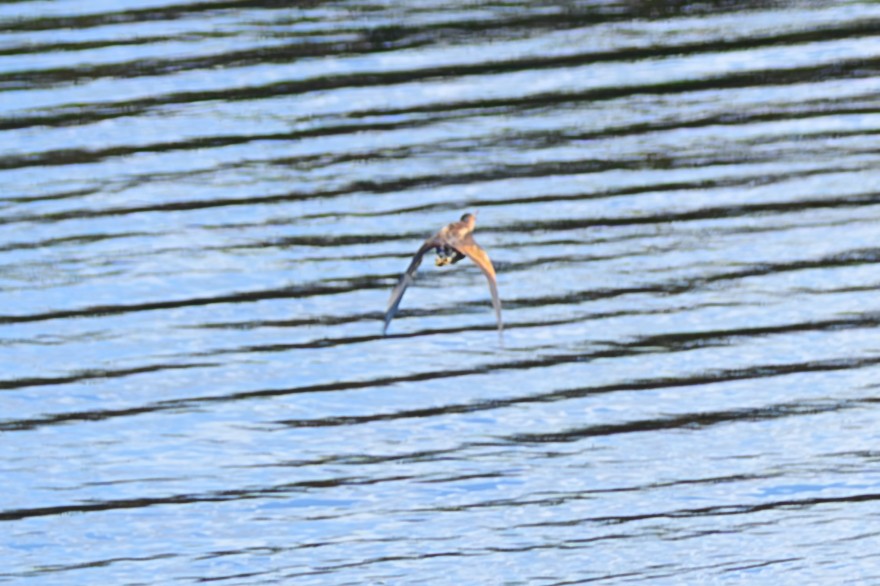 Least Bittern - ML646466819