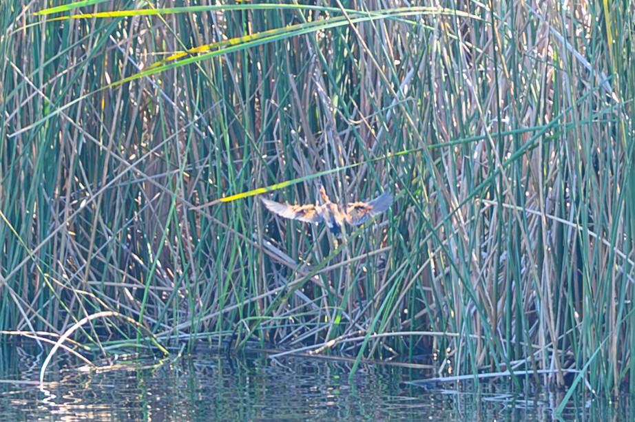 Least Bittern - ML646466820