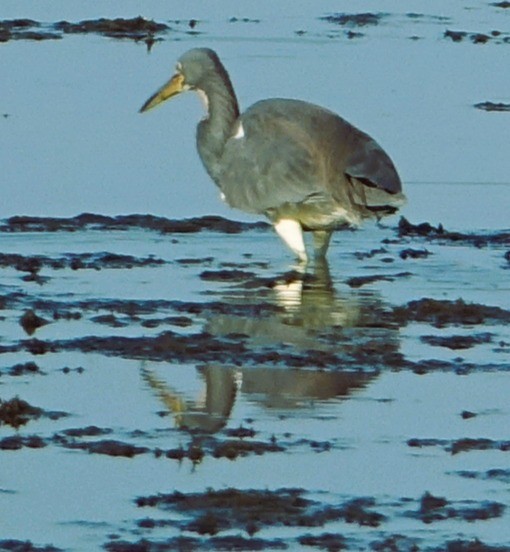 Tricolored Heron - ML646466821