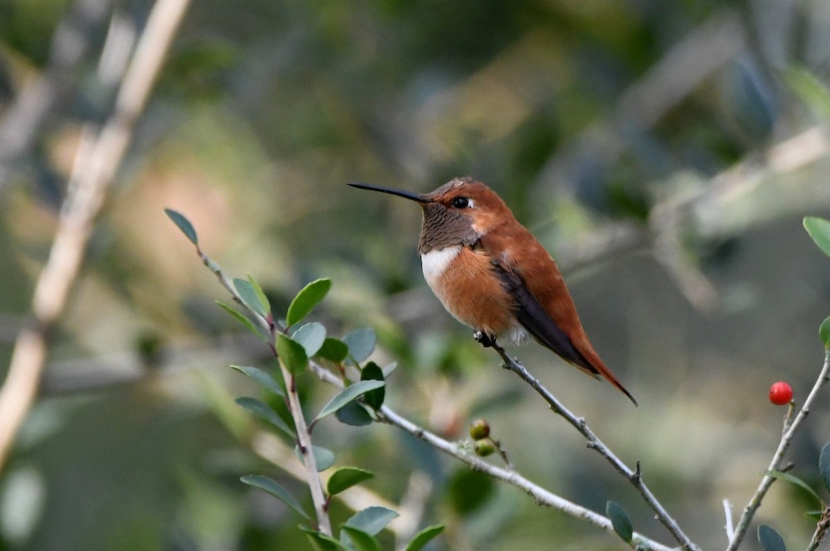 Rufous Hummingbird - ML646466822