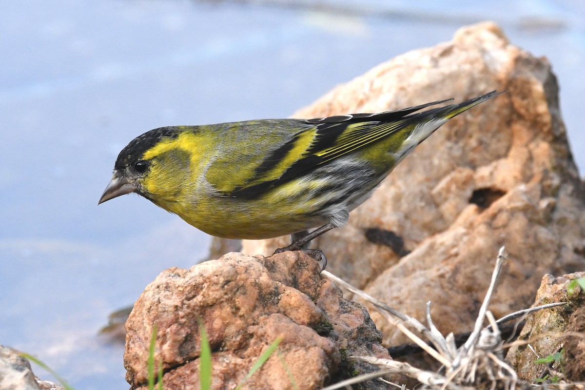 Eurasian Siskin - ML646466827