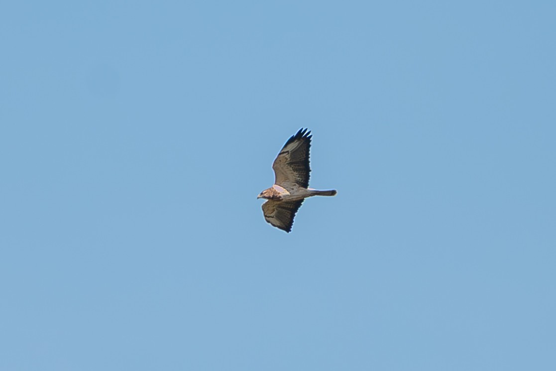 Präriebussard - ML646466828