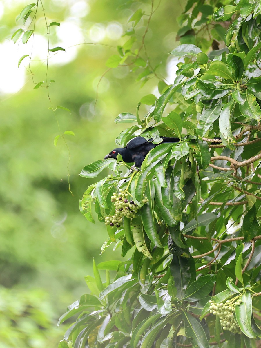 Коель чорнодзьобий - ML646466829
