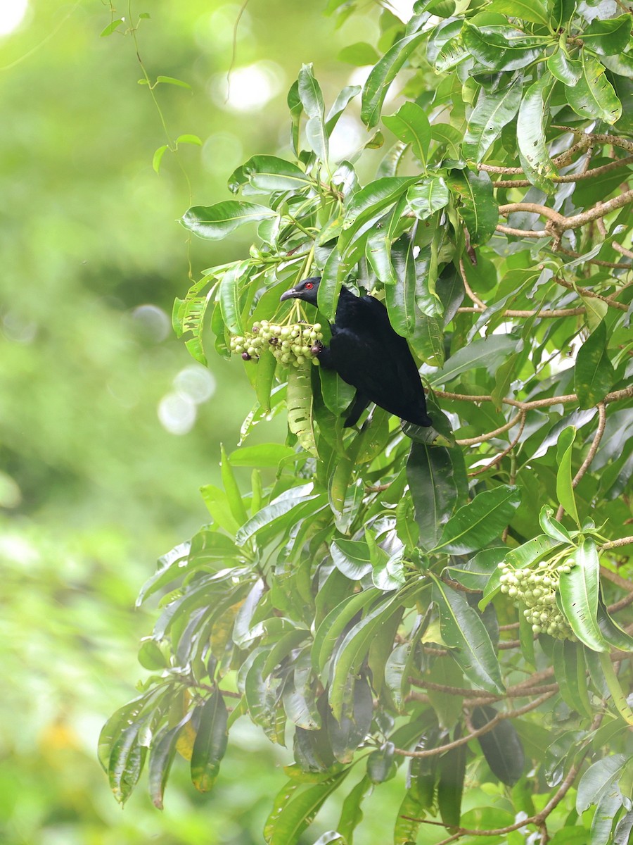 Коель чорнодзьобий - ML646466830