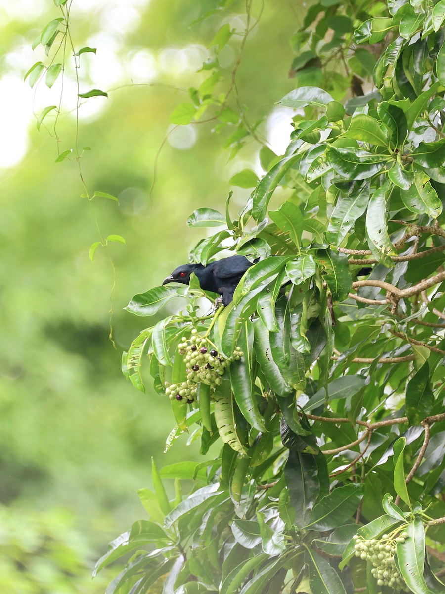 Коель чорнодзьобий - ML646466831