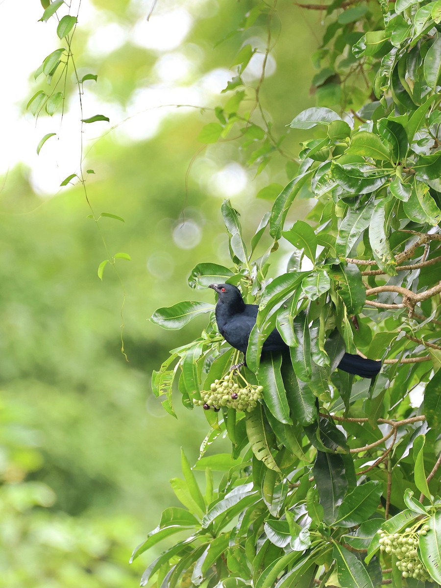 Коель чорнодзьобий - ML646466832