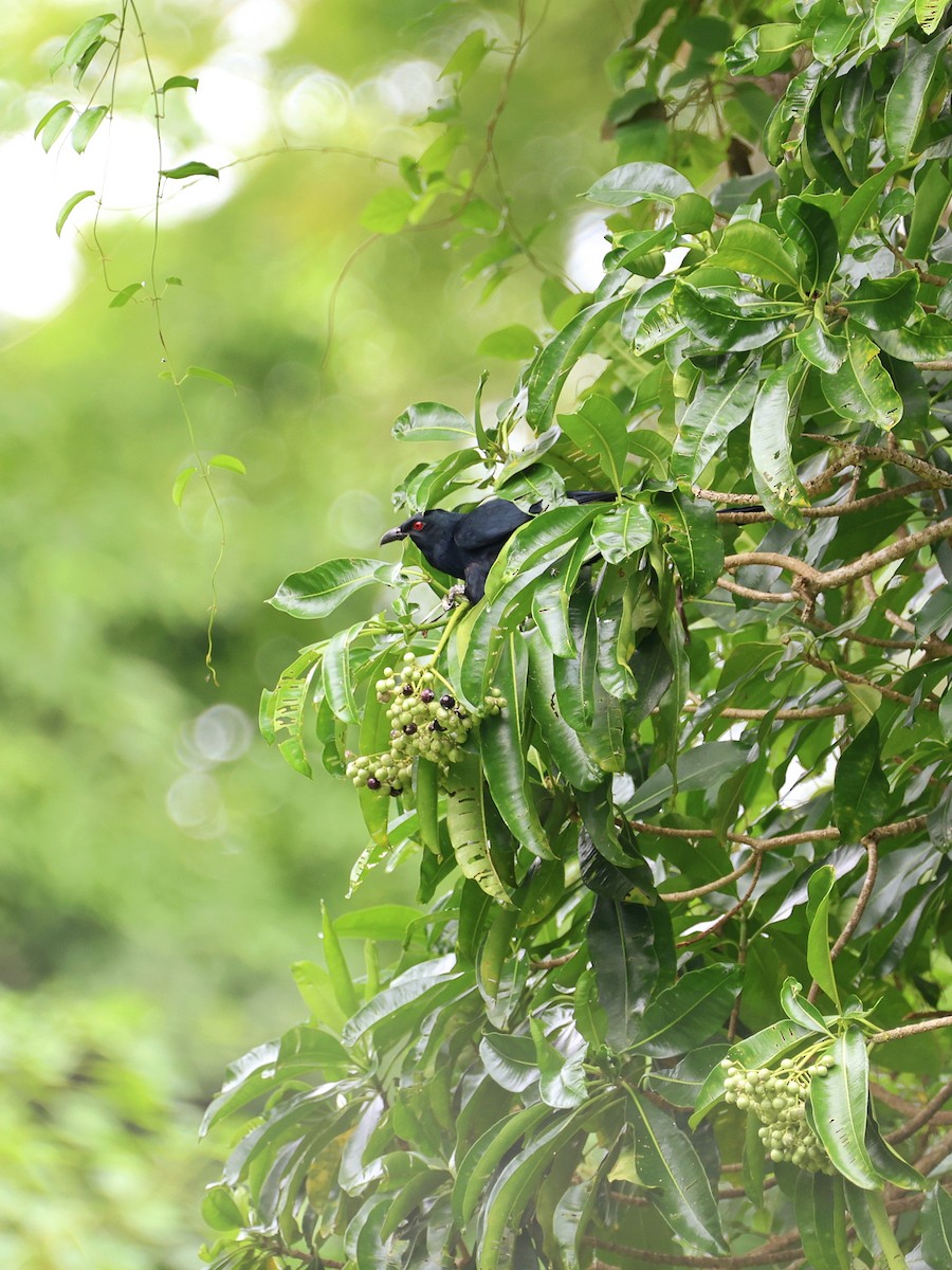 Коель чорнодзьобий - ML646466833