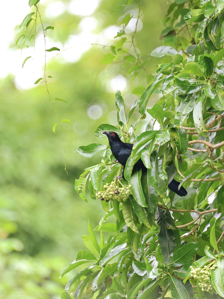 Коель чорнодзьобий - ML646466834