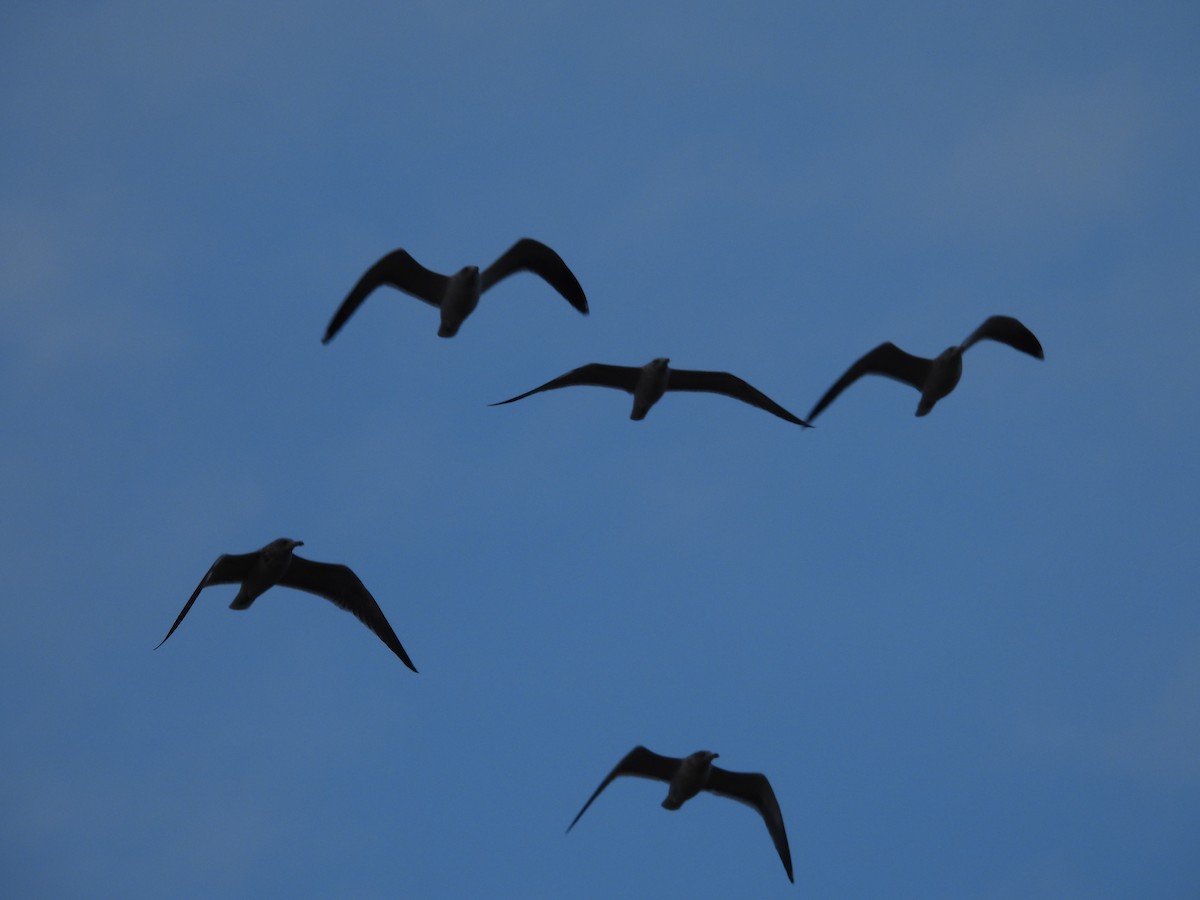 Kaio iluna - ML646466836