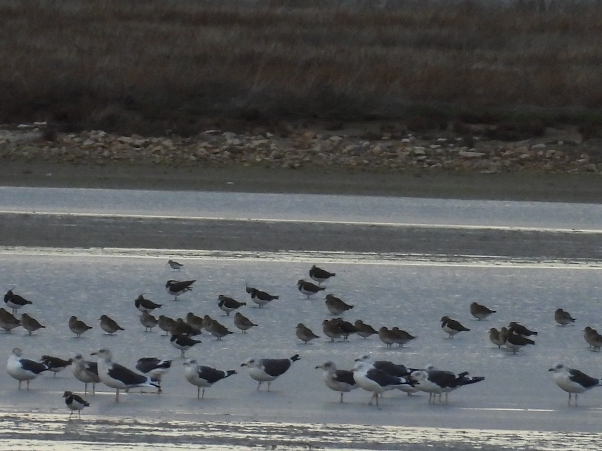 Kaio iluna - ML646466837