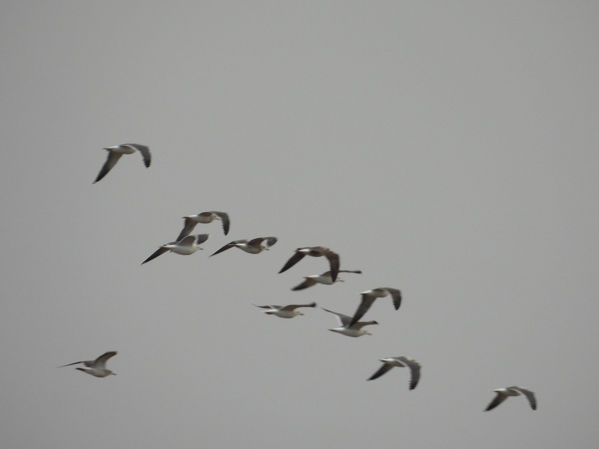 Kaio iluna - ML646466838