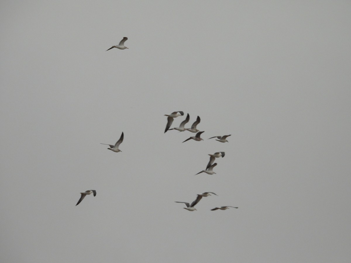 Kaio iluna - ML646466839