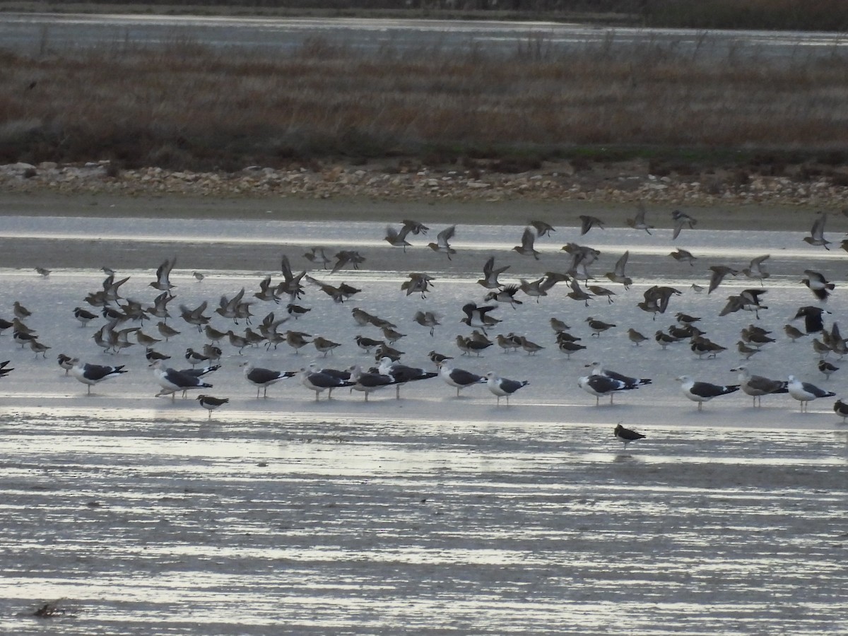 Kaio iluna - ML646466840