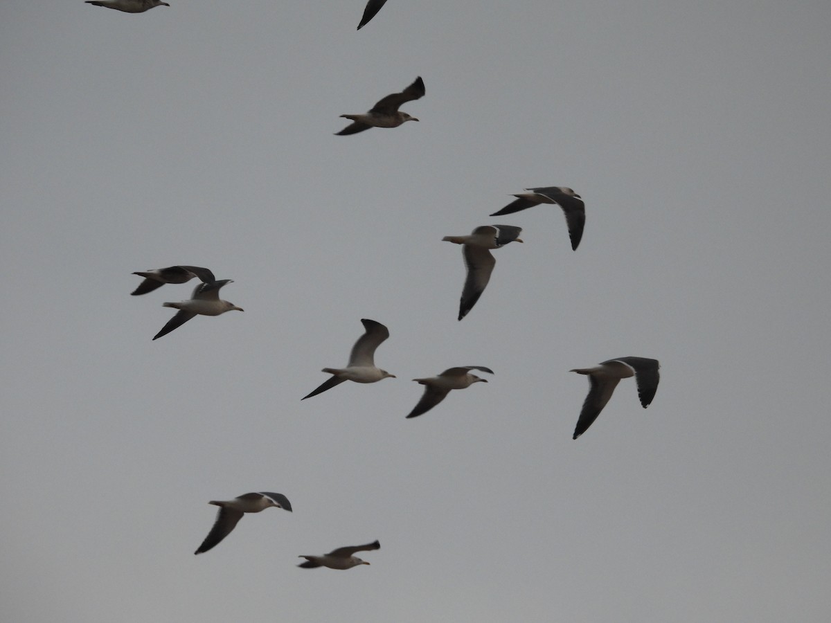 Kaio iluna - ML646466845