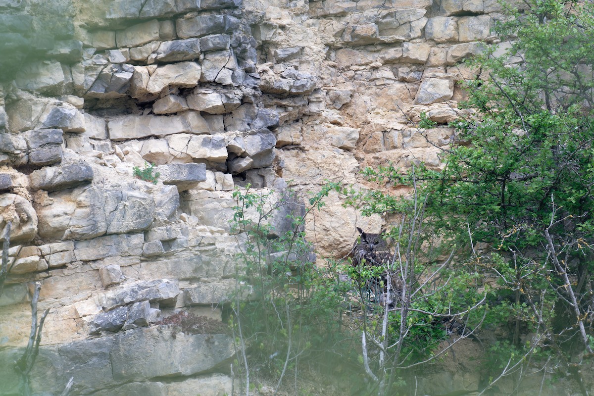 Eurasian Eagle-Owl - ML646466846