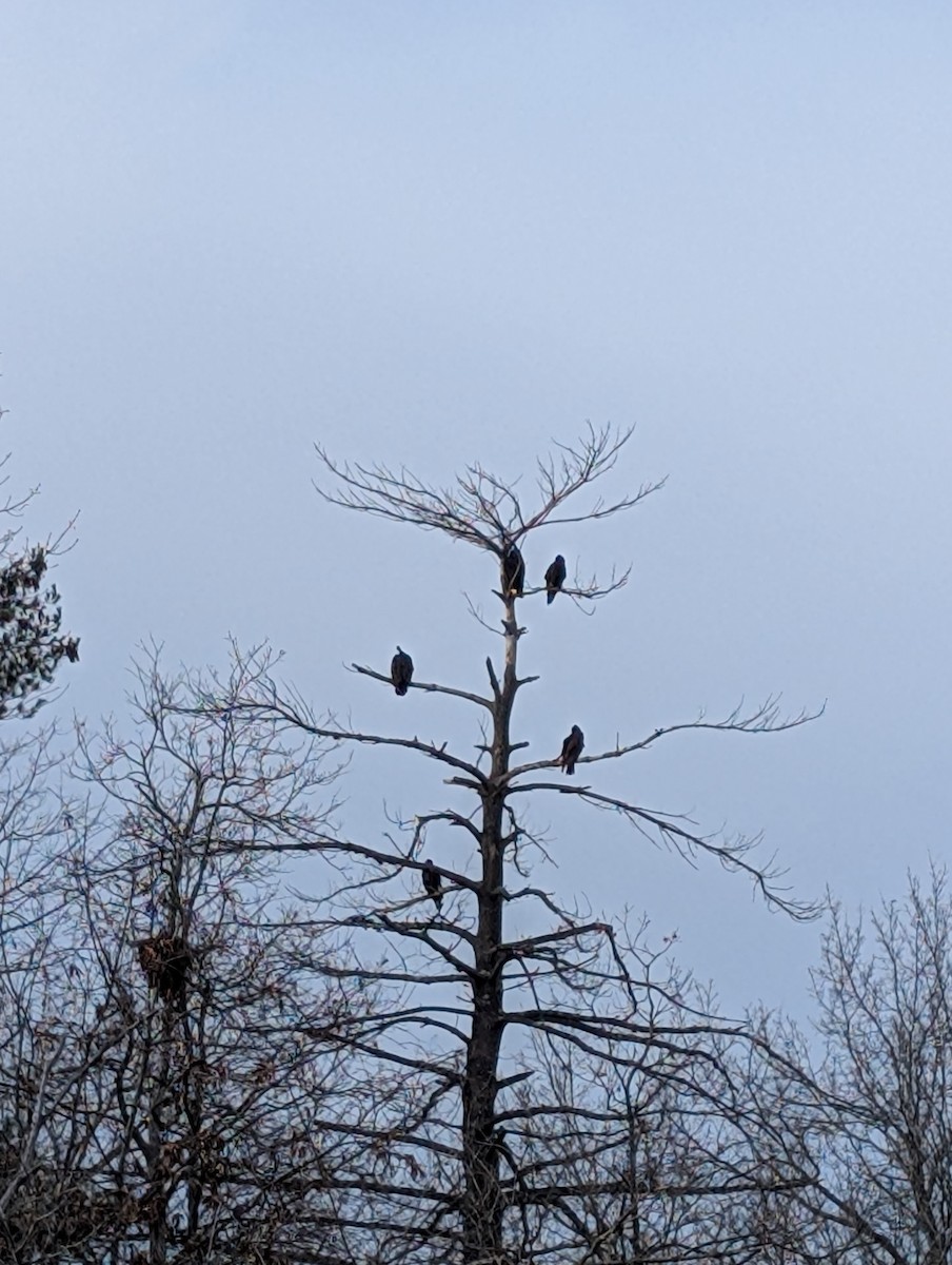 Turkey Vulture - ML646466847