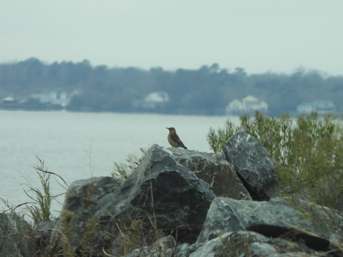 Northern Flicker - ML646466849