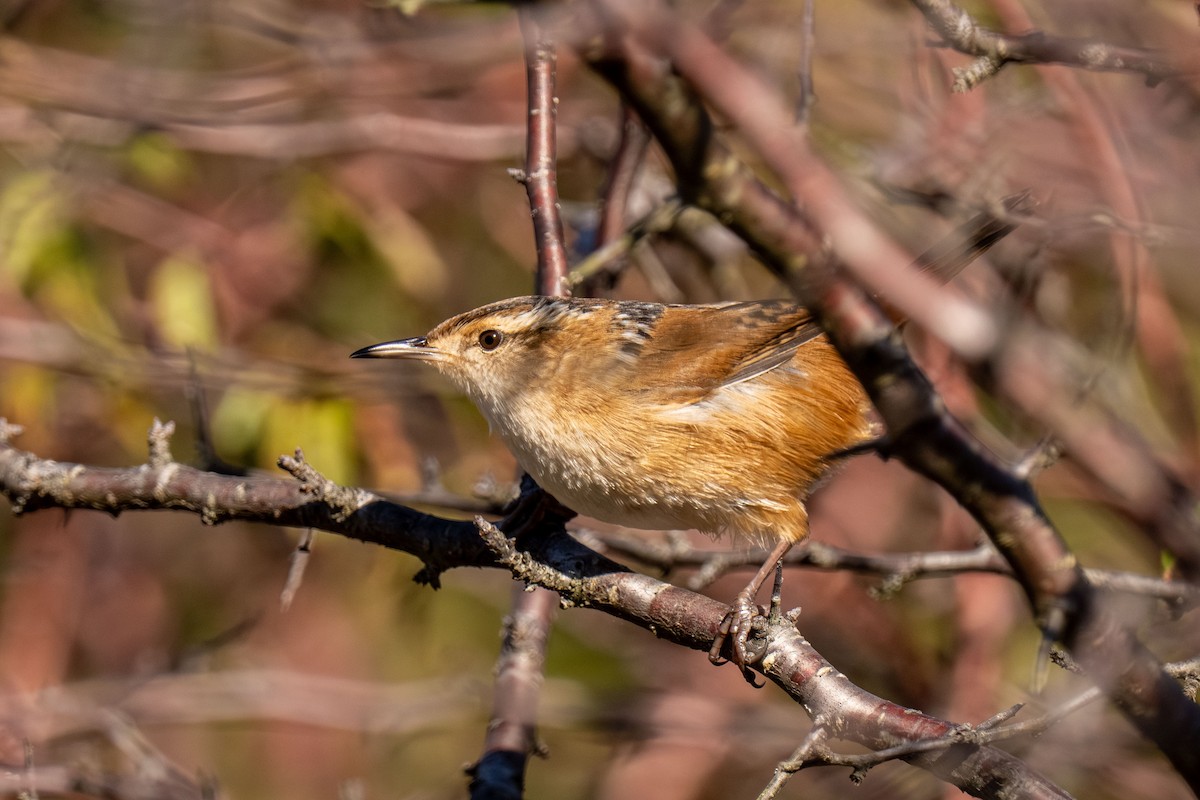 Marsh Wren - ML646466850