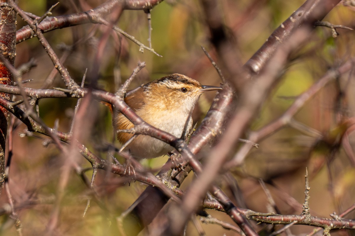 Marsh Wren - ML646466851