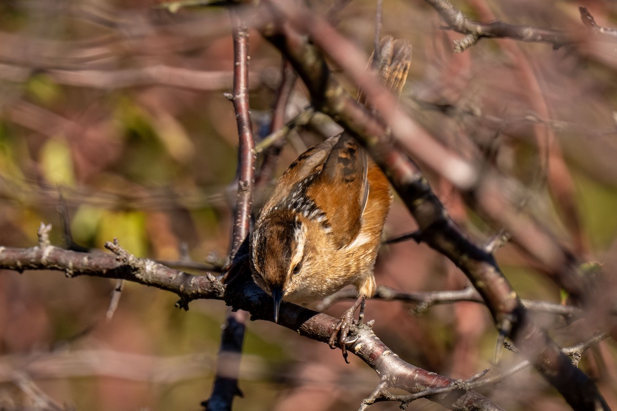 Marsh Wren - ML646466852