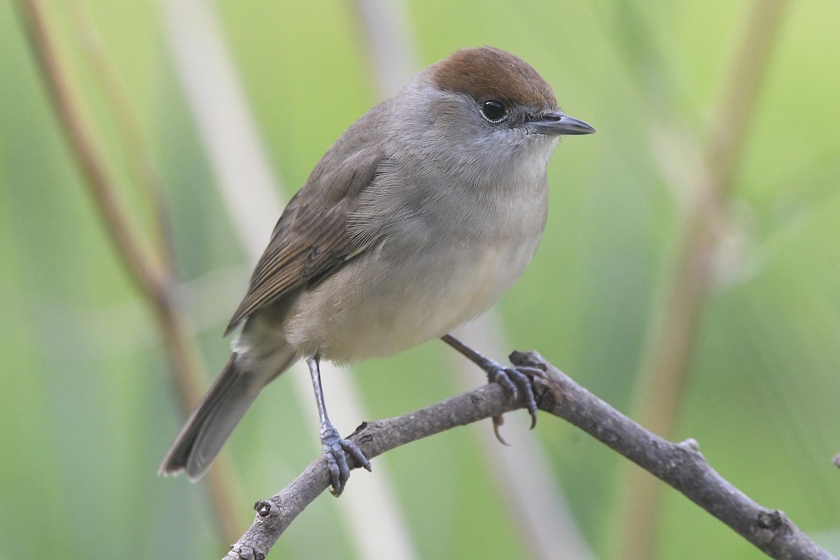 Eurasian Blackcap - ML646466853