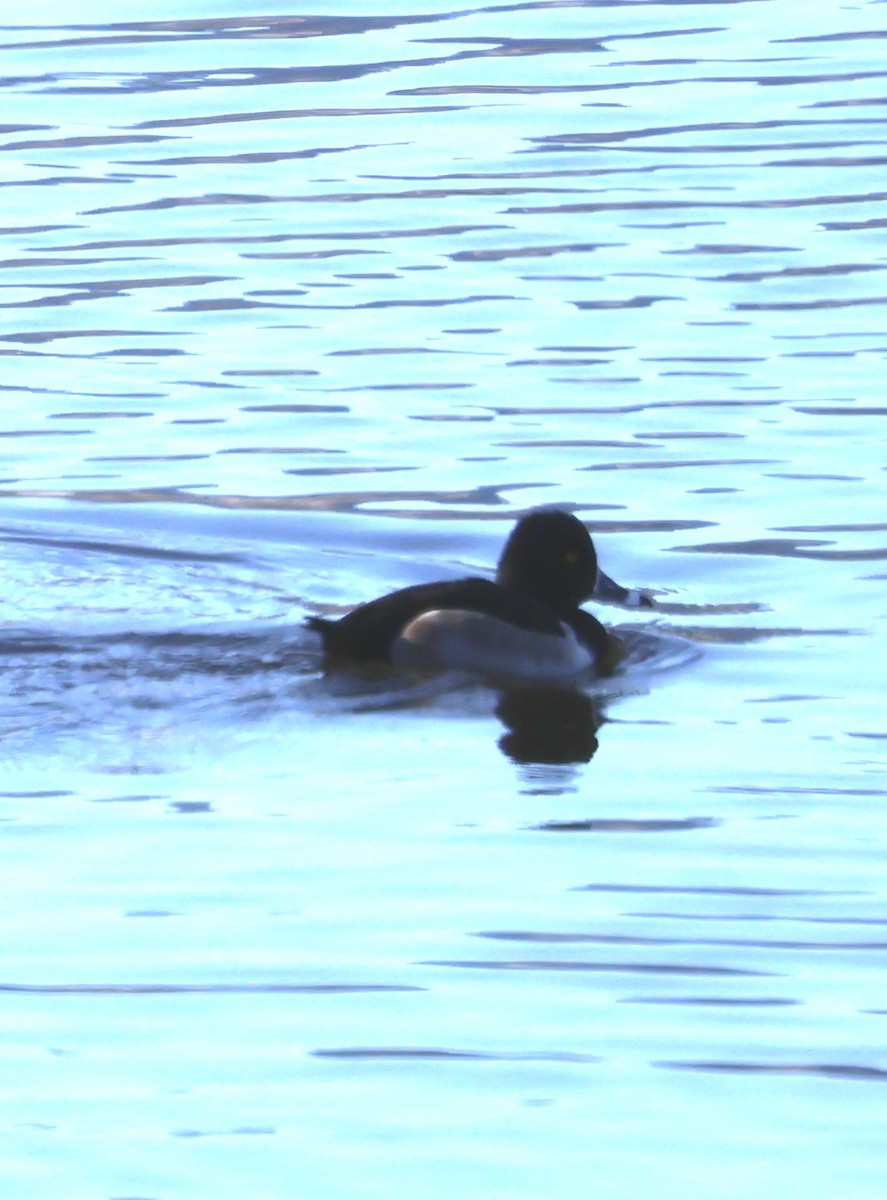 Ring-necked Duck - ML646466854
