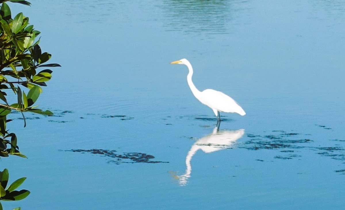 Great Egret - ML646466856